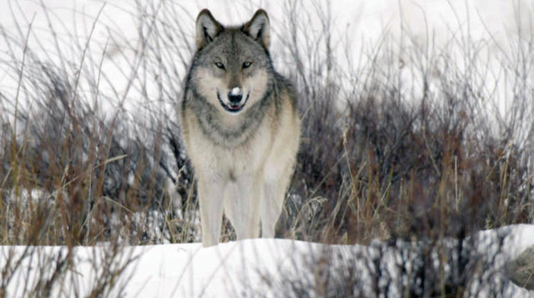 The Wolves of Yellowstone: 60 Minutes and Emotional Bonding