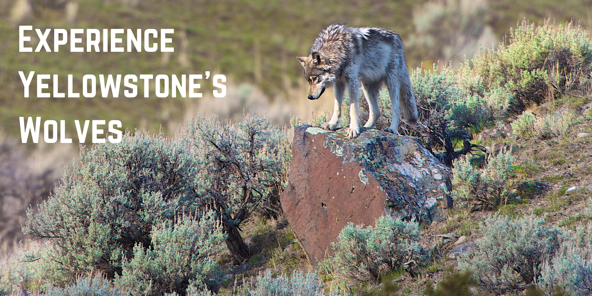 Experience Yellowstone’s Wolves