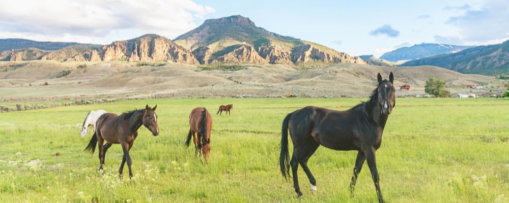 Must-visit destinations near Yellowstone National Park